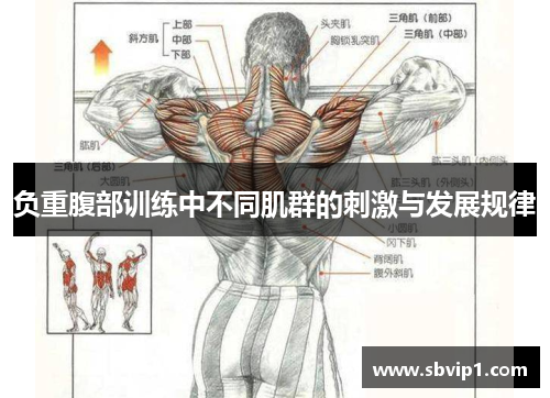 负重腹部训练中不同肌群的刺激与发展规律